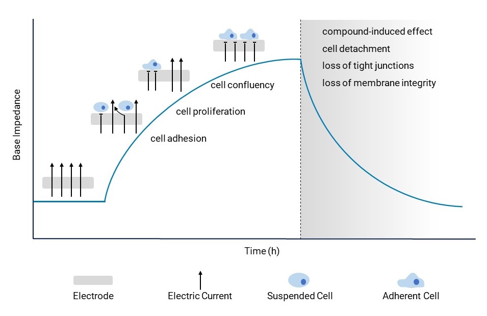 Impedance-based methodology of the AtlaZ live-cell analytics system.