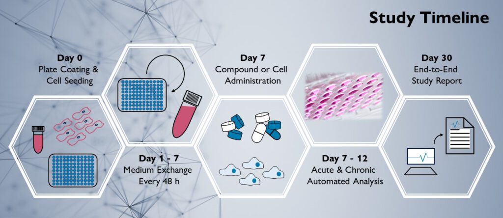 Study timeline of the cardiac contractility assay service.